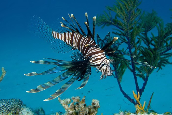 bahamas lionfish