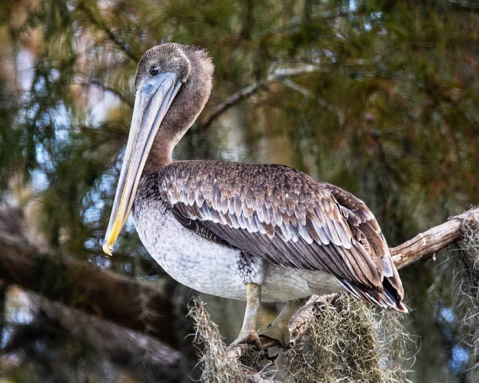 Eastern Brown Pelican (Pelecanus Occidentalis Carolinensis)