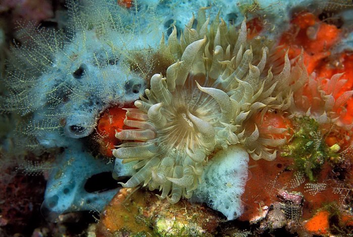 Light Bulb Anemone (possibly undescribed species)