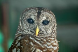 Louisiana Owls