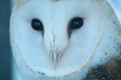 Louisiana Owls