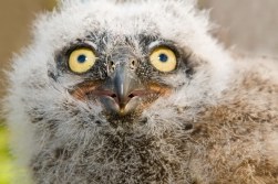 Louisiana Owls